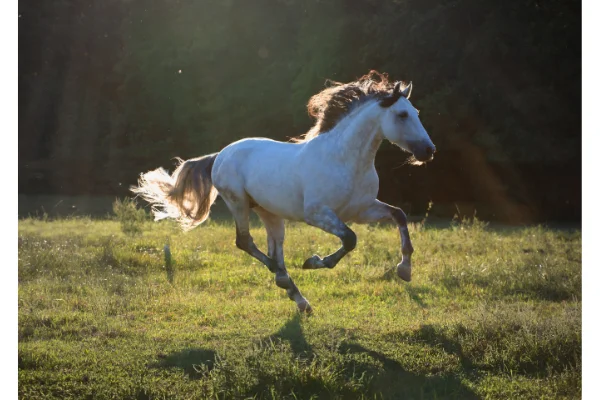 Cos'è la fisioterapia equina